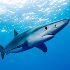 Shark Finning