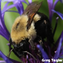 Protect Bees.  Ban Neonicotinoids