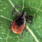 Bill C-442 – Lyme Disease